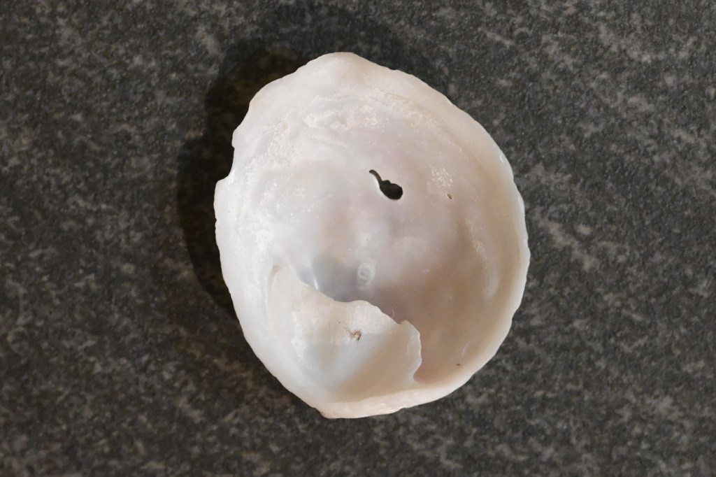 An empty and drifted slippersnail (Crepidula) shell washed off and turned over to expose the interior surface.