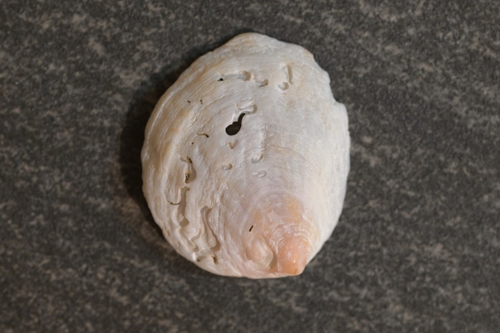 An empty and drifted slippersnail (Crepidula) shell washed off and posed to show the exterior surface.