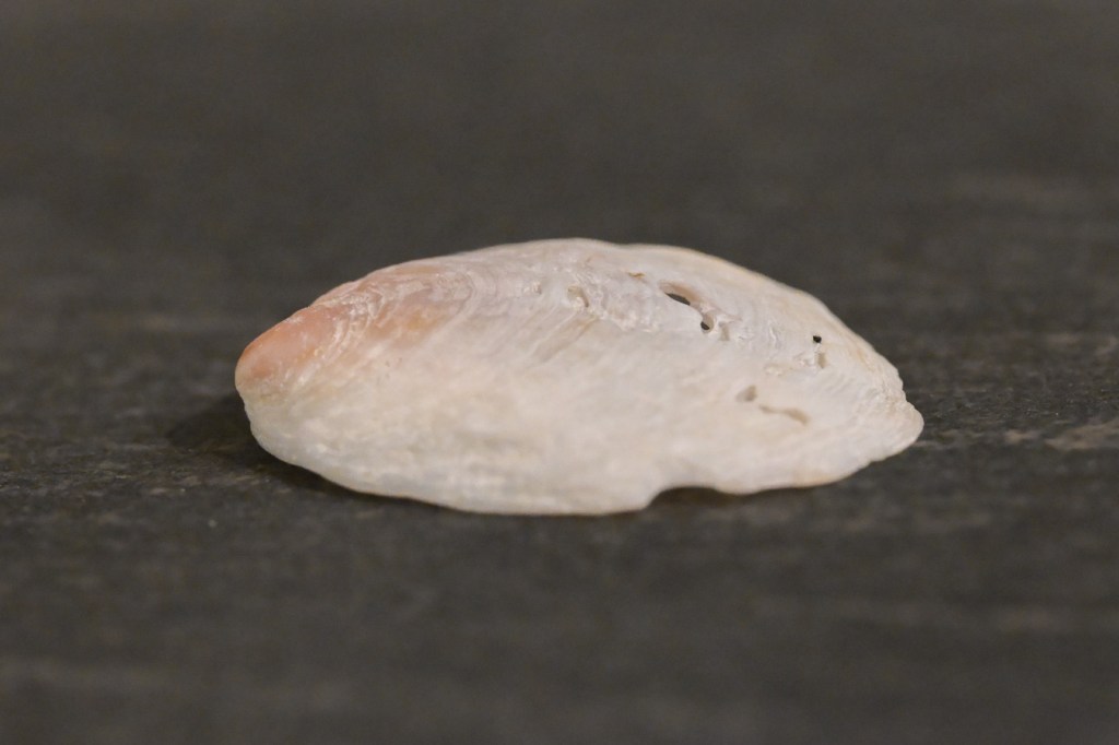 An empty and drifted slippersnail (Crepidula) shell washed off and posed to show the shell's profile.