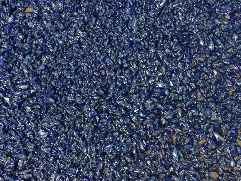 A dense accumulation of beached By-the-wind sailors Velella velella rests on the sand.