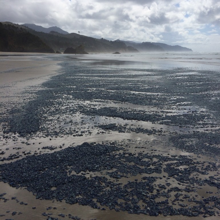 A beachscape featuring an extensive band of beached by-the-wind sailors Velella velella resting on the sand.