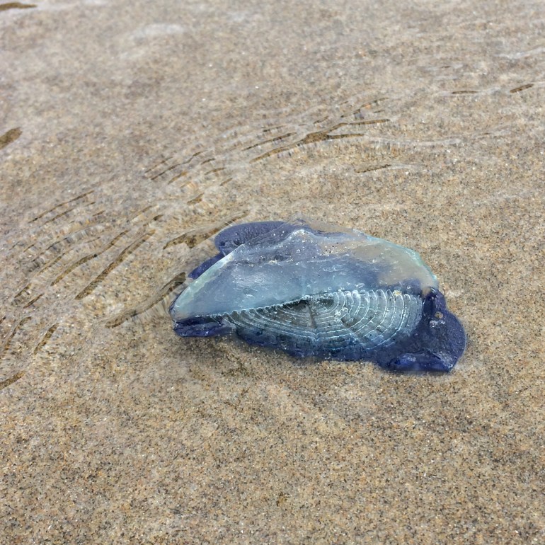 A closeup of a beached By-the-wind sailor Velella velella resting on the sand in the swash.