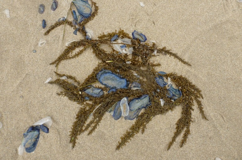 Drift Sargassum and beached by-the-wind sailor Velella velella rest on the sand.
