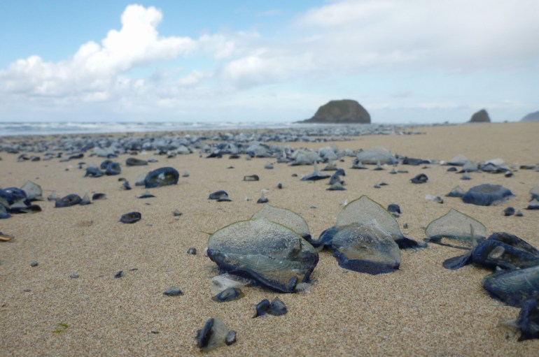 Beached by-the-wind sailors Velella velella rest on the sand. In the background the surf zone and sea stacks. Partly cloudy sky.