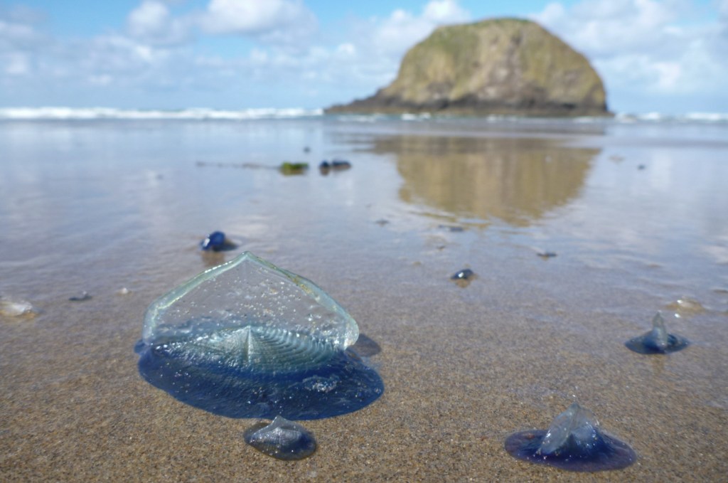Beached by-the-wind sailors Velella velella rest in the swash zone. In the background the surf zone and the seas stack Jockey Cap with its reflection in the mirror.