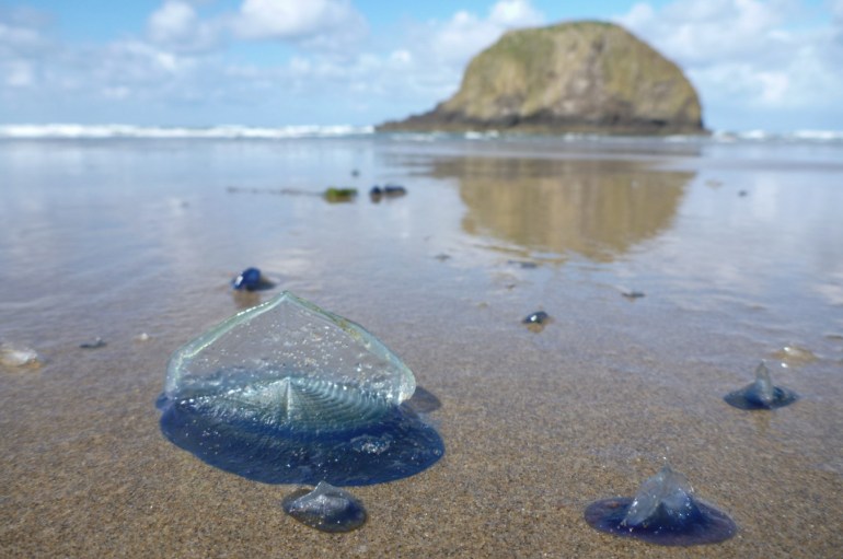 Beached by-the-wind sailors Velella velella rest in the swash zone. In the background the surf zone and the seas stack Jockey Cap with its reflection in the mirror.