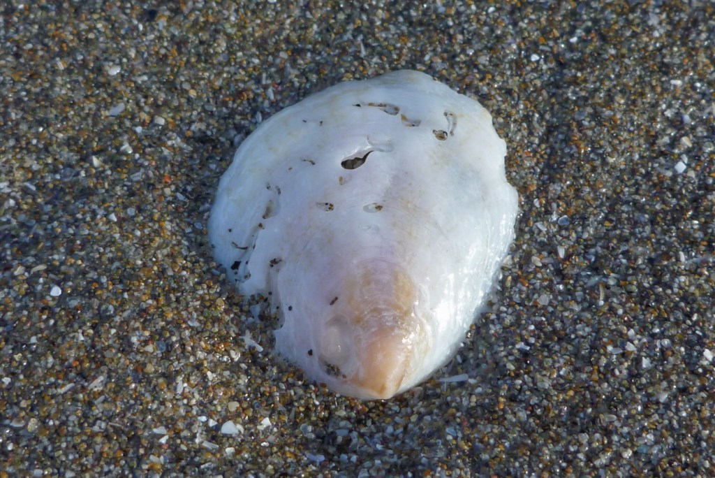An empty and drifted slippersnail (Crepidula) rests, exterior surface exposed, on the sand.