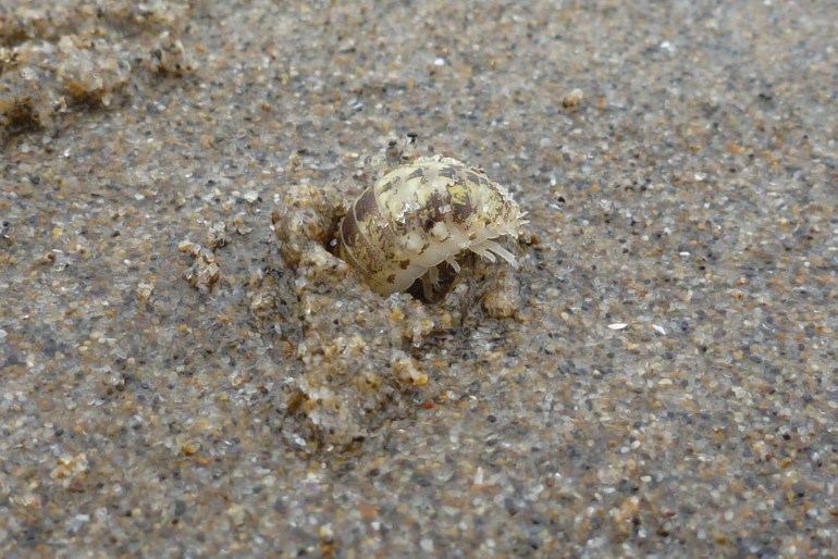 Alloniscus perconvexus, burrowing into wet sand below the reach of tide.