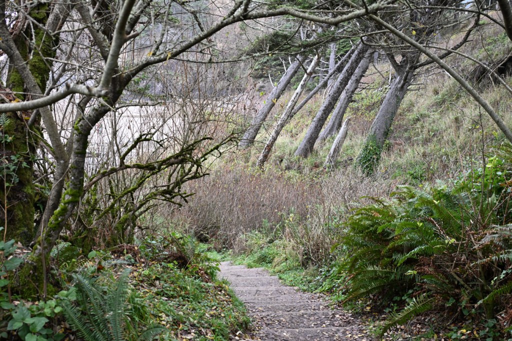 A trail of stairsteps leading through the forest to the beach below. The trees on the left-hand (landward) part of the frame slant up and to the left owing to living on an active, somewhat active, landslide.