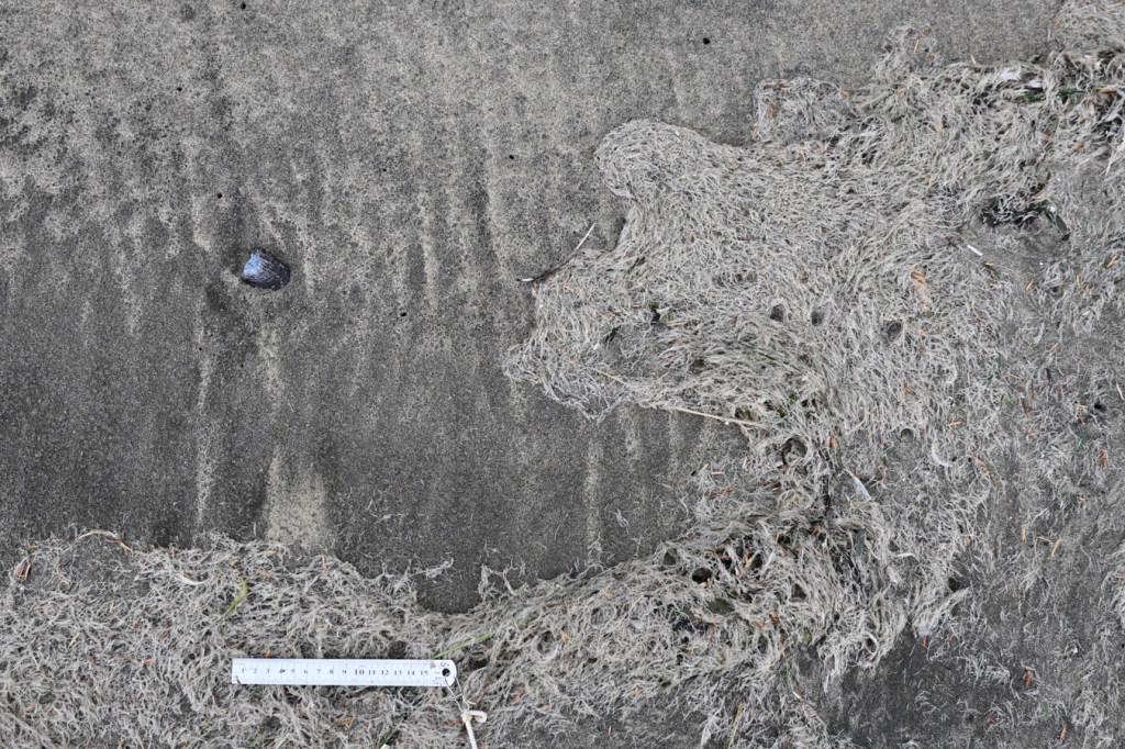 A sinuous line of drifted marine worm casings, possibly Spiochaetopterus costarum, resting on the sand at the tip top of the tide. 15 cm rule for scale.
