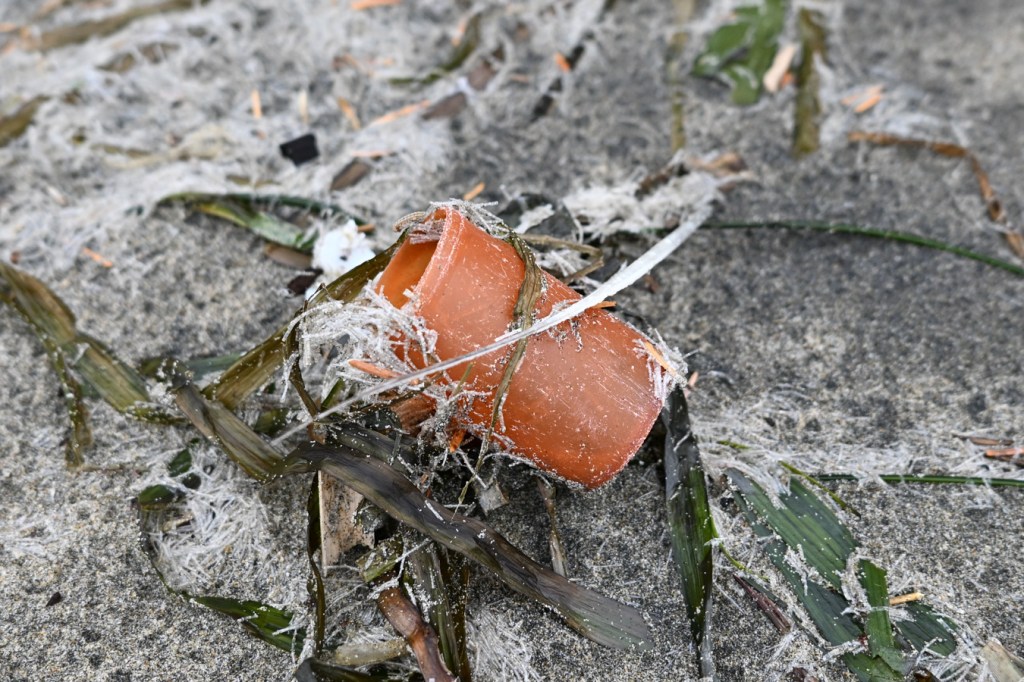 A lost pill bottle rests on wrack line sand among eelgrass Zostera and drifted marine worm casings, possibly Spiochaetopterus costarum.