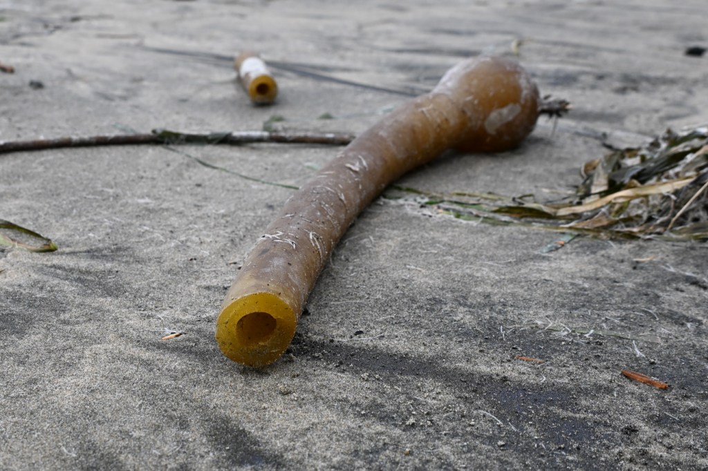 A cross-section view of a drifted bull kelp stipe showing the hollow center.