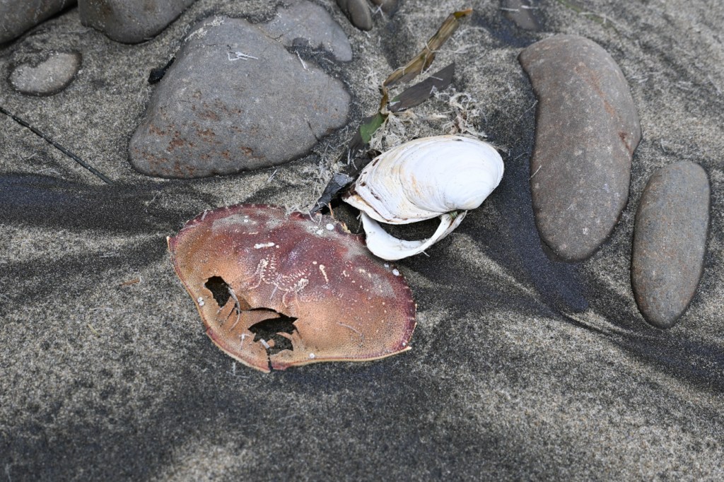 A drifted Dungeness crab carapace and a bleached gaper clam shell resting together high on the beach at the interface of the sand and cobbles.