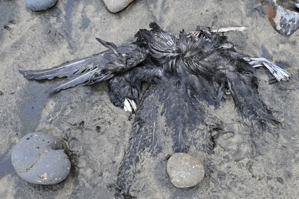 A beached northern fulmar carcass resting high on the beach at the interface of the sand and cobbles.
