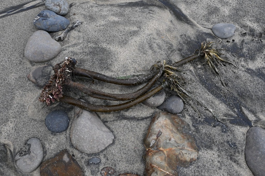 Drift Postelsia, holdfast and all, resting high up on the beach at the interface of the sand and cobbles.