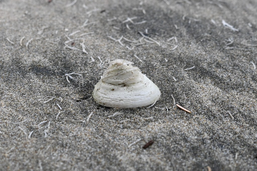 A bleached and drifted limpet shell, probably a whitecap Acmaea mitra, rests on the sand among scattered drifted worm casings, probably from Spiochaetopterus costarum.