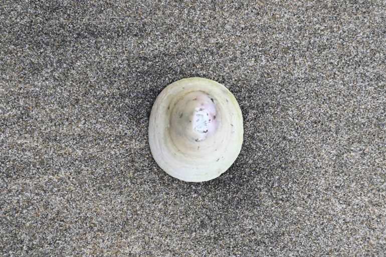 A bleached and drifted limpet shell, probably a whitecap Acmaea mitra, cleaned up and posed on the sand to expose the exterior surface of the shell (the scene is shot from above).