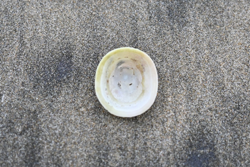 A bleached and drifted limpet shell, probably a whitecap Acmaea mitra, cleaned up and posed on the sand to expose the interior surface of the shell (the scene is shot from above).