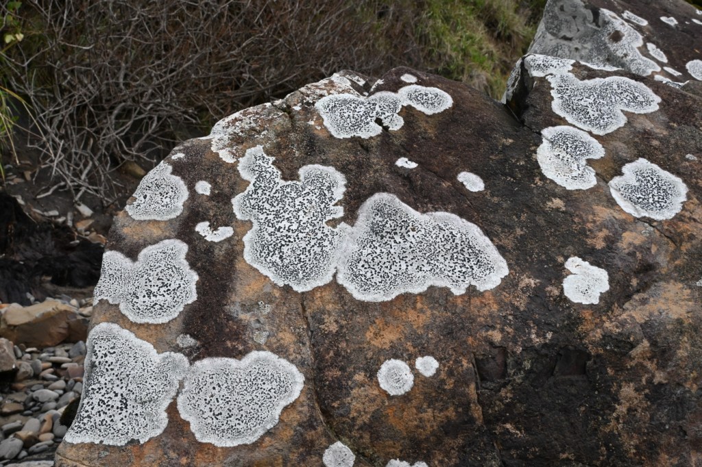 A large lichen-splotched rock resting at the interface of the sand and cobbles.