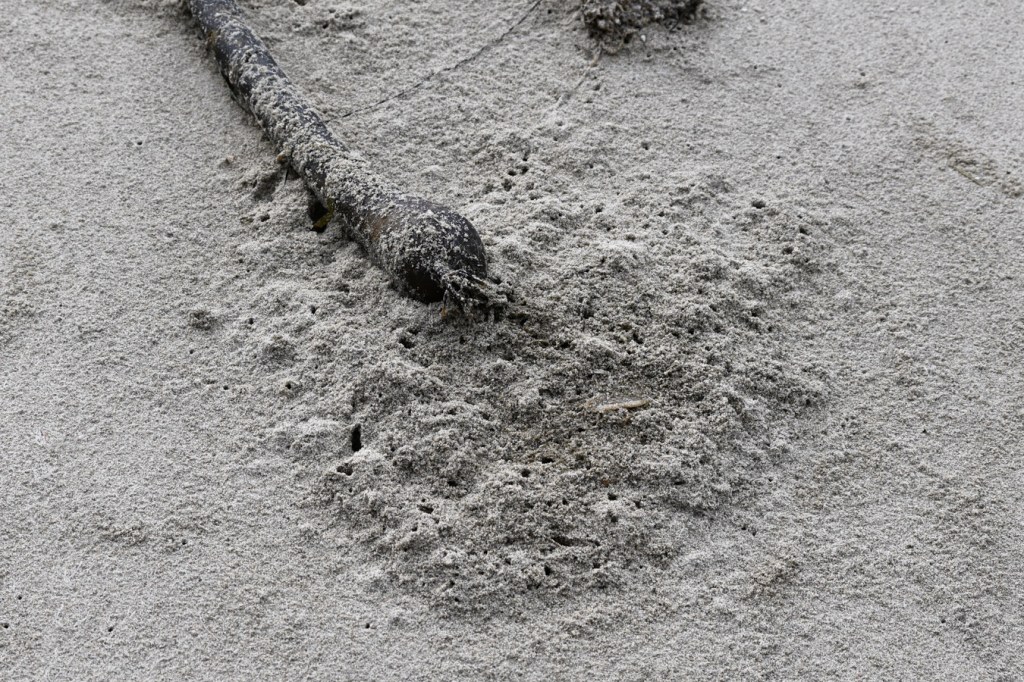 Beach hopper workings mound the sand around a drifted bull kelp Nereocystis luetkeana float.