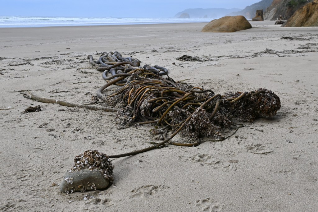 A drift bull kelp Nereocystis luetkeana mass rests on the beach. One of the several holdfasts in the mass has dragged a fairly large rock ashore.