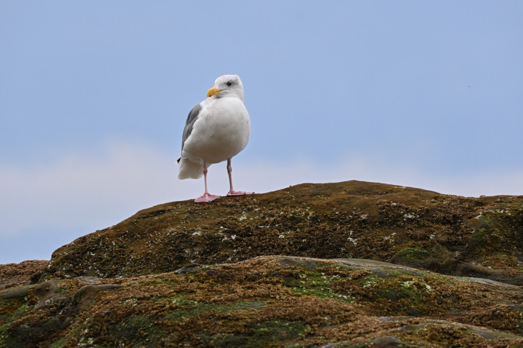 A gull with a kind of judgmental expression perched on an outcrop.