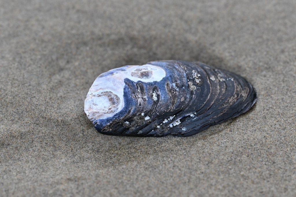 An empty, drifted, and rather worn California mussel Mytilus californianus shell, one valve only, rests exterior side up on the sand.