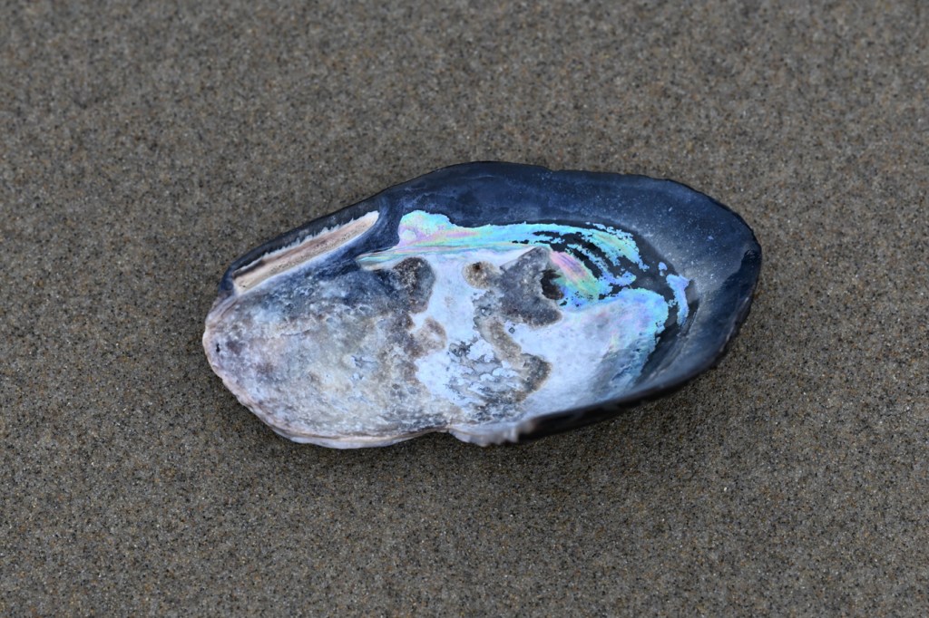 An empty, drifted, and rather worn California mussel Mytilus californianus shell, one valve only, posed to expose the interior surface.