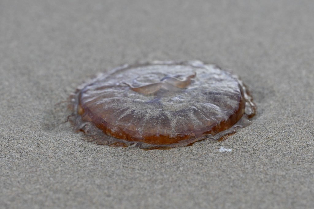 A beached Pacific sea nettle Chrysaora fuscescens rests upside down on the sand.