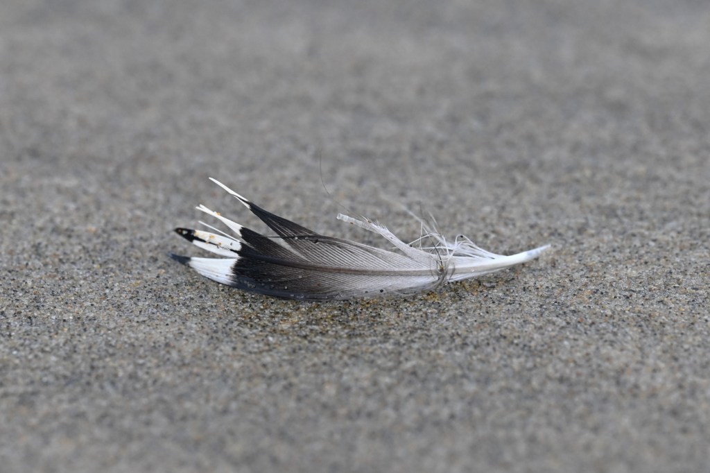A wedge-shaped dark gray to black feather with a white band out by the tip rests on the sand.