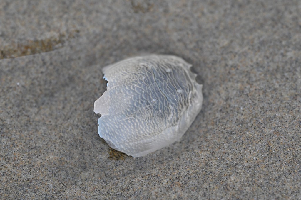 A Pacific mole crab (Emerita analoga) carapace rests on the sand.