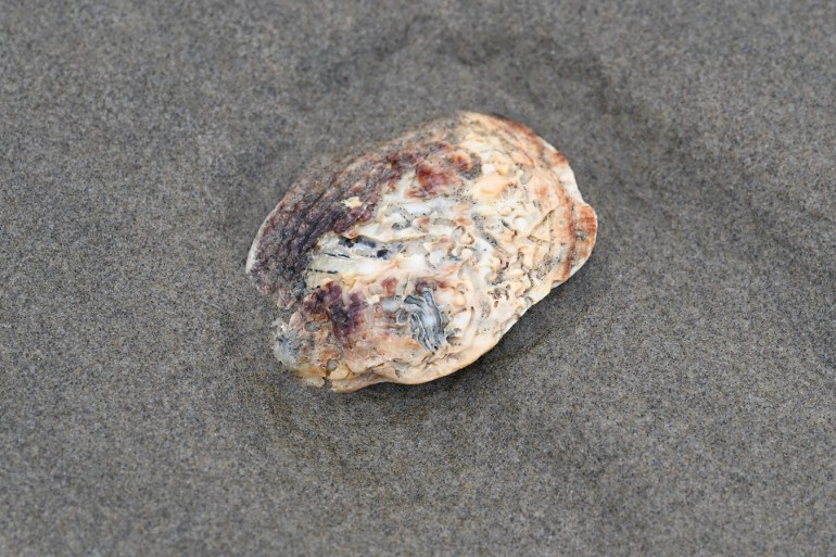 An empty and drifted giant rock scallop Crassodoma gigantea shell rests on the sand, exterior surface exposed.