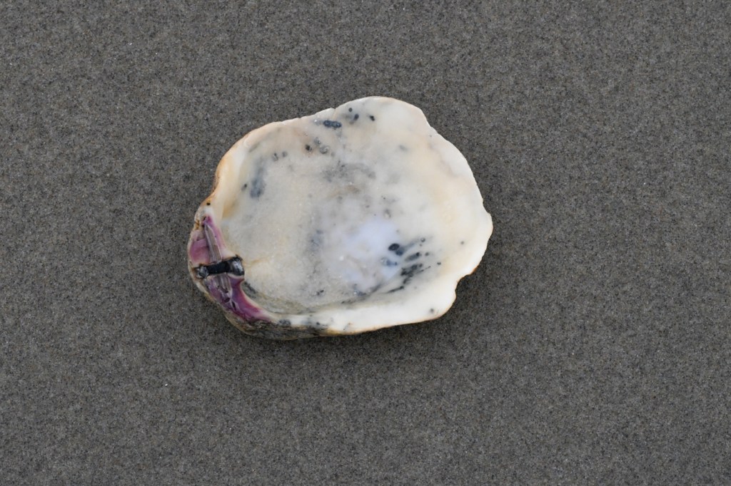 An empty and drifted giant rock scallop Crassodoma gigantea shell posed on the sand to expose the interior surface.