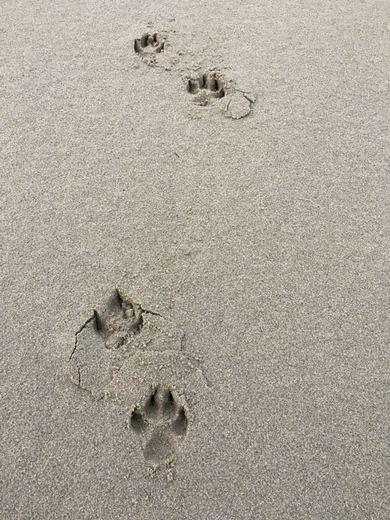 Canid tracks on clean beach sand.