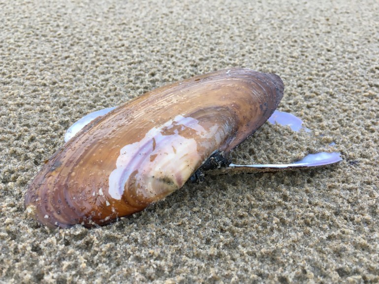 Both valves of an empty Pacific razor clam (Siliqua patula) shell rest on rain-dimpled sand.