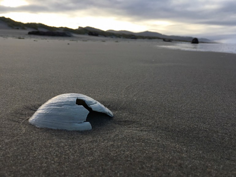 A fragmented gaper clam Tresus capax shell rests on the sand. The beach and foredune stretch off into the distance. Mostly cloudy sunrise sky.