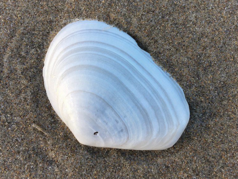 Closeup of a bleached and drifted Macoma shell, one valve only, resting on the sand with its exterior surface exposed.
