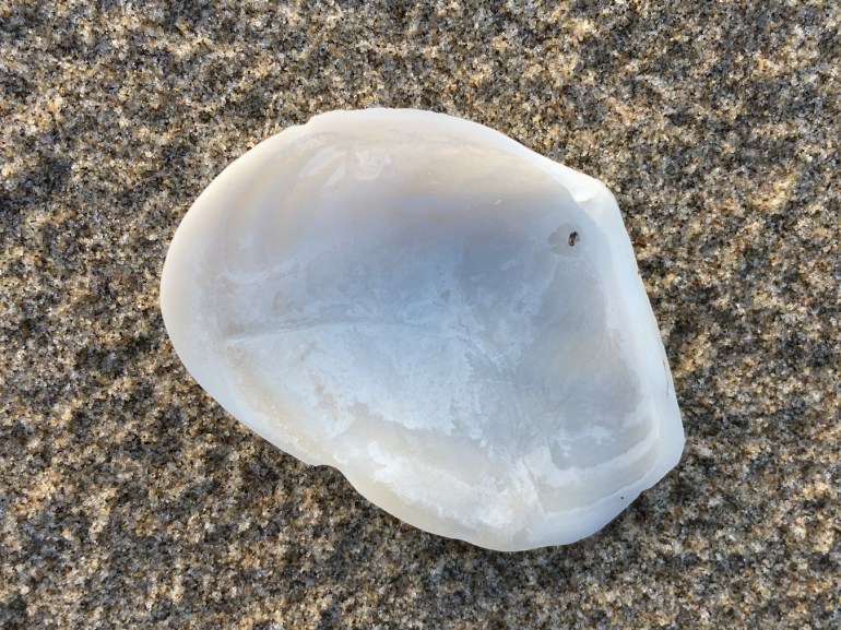 Closeup of a bleached and drifted Macoma shell posed to expose its internal surface.