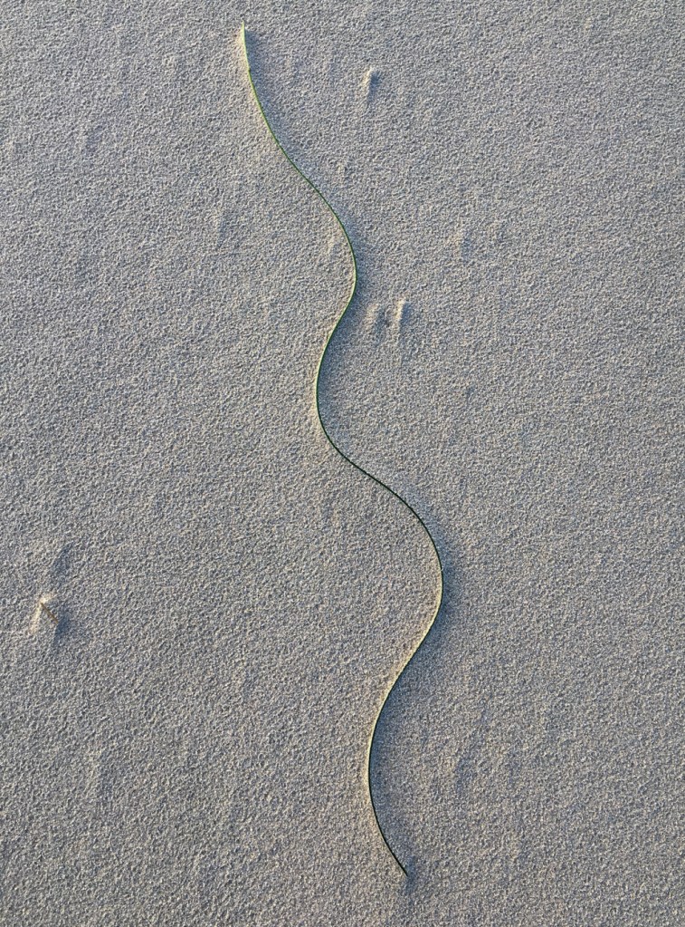 A drifted surfgrass Phyllospadix blade rests on the sand.