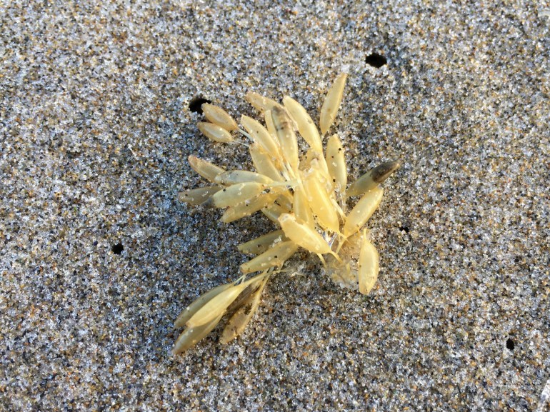 A small cluster of detached and drifted frilled dogwinkle Nucella lamellosa egg capsules rests on the sand.