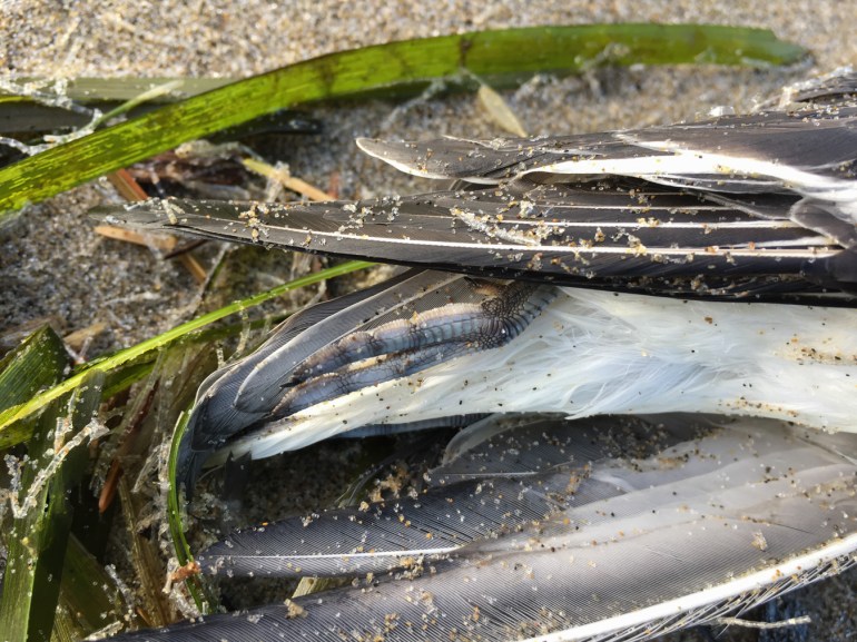 The hind portion and feet of a beached red phalarope carcass rests on the sand among sea wrack.