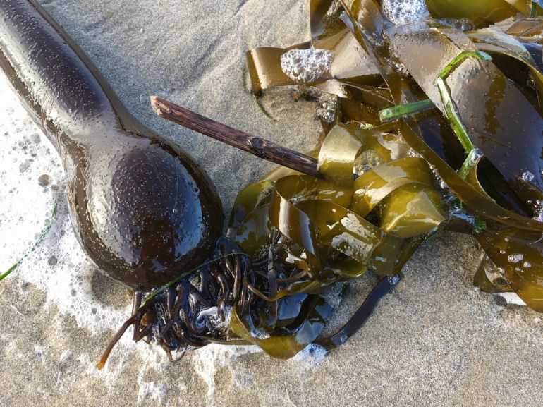Closeup of a drift bull kelp Nereocystis luetkeana float and a tangle of blades.