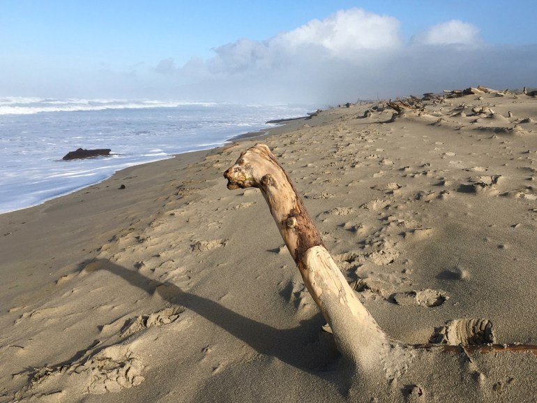 Driftwood emerging from the sand looks like a curious creature.