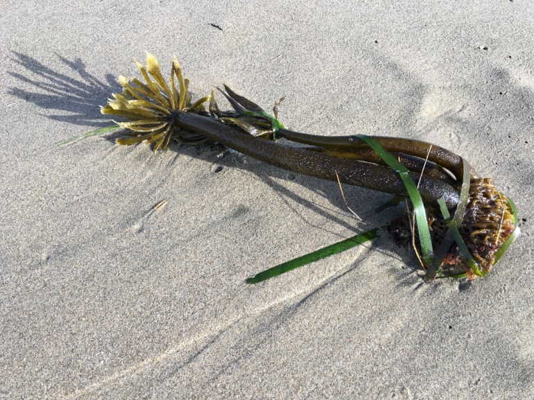 Drift sea palm Postelsia palmaeformis rests on the sand.