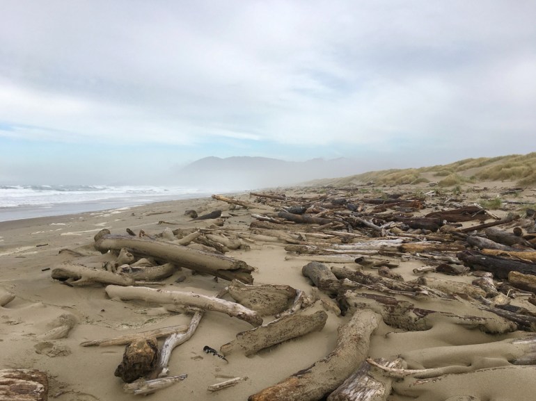 An accumulation of big wood on the backshore and up against the foredune stretches off into the distance. In the background, a distant headland. Cloudy hazy sky.