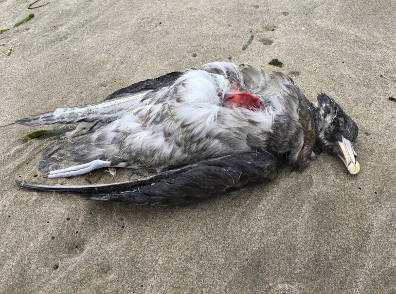 A fairly fresh northern fulmar carcass, some breast meat scavenged, rests on the sand.