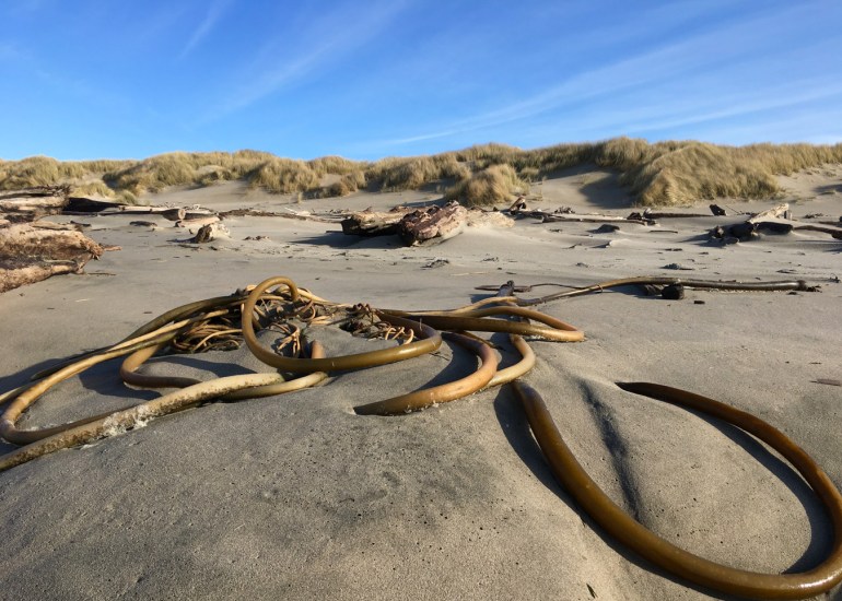 A tangle of drift bull kelp Nereocystis luetkeana rests on the sand just below the foredune.