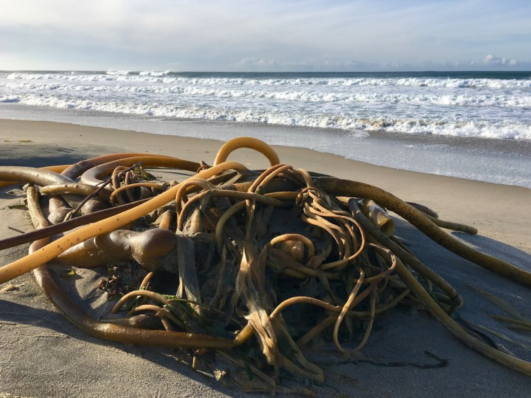 A tangle of drift bull kelp Nereocystis luetkeana rests on the sand just above the swash. Surf zone in the distance.