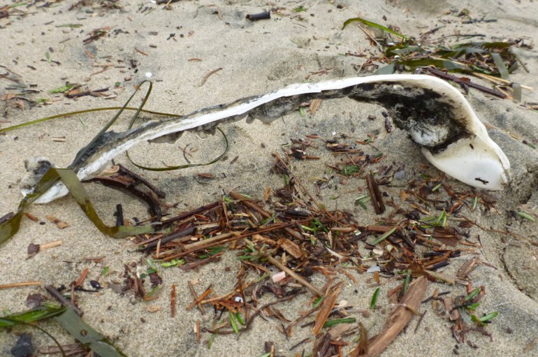 A piece of melted plastic resembling a rib bone rests on the sand among other more natural wrack line debris.