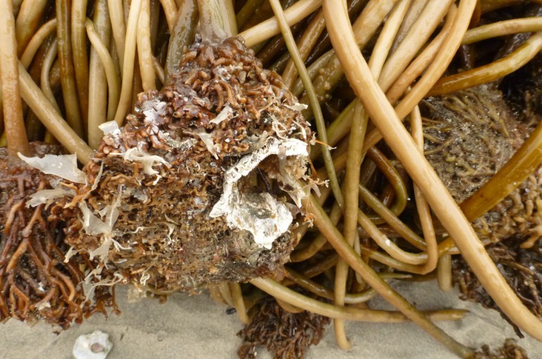 Drift bull kelp Nereocystis luetkeana holdfasts and stipes rest on the sand